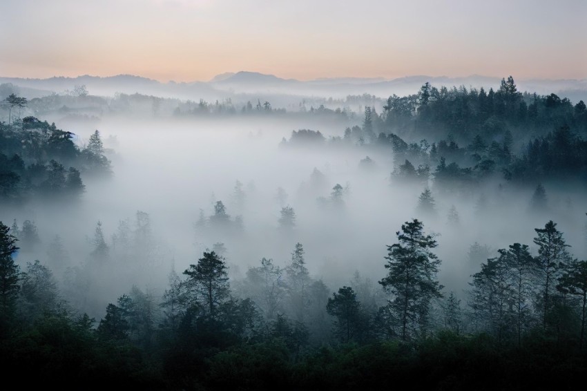 Misty Forest at Sunrise: Organic Formations and Nature-Inspired Imagery