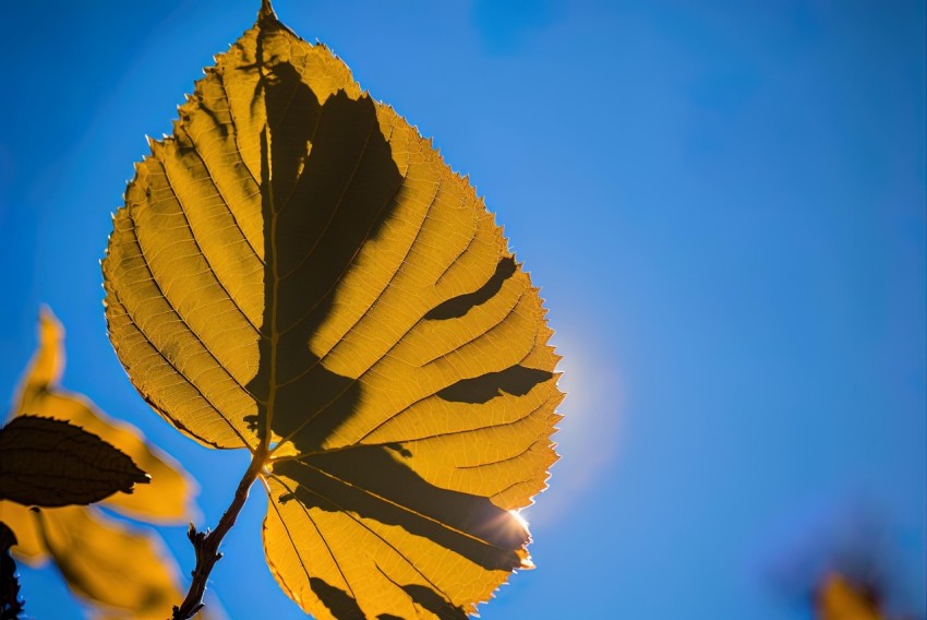 Yellow Leaf Against Blue Sky - Düsseldorf School of Photography