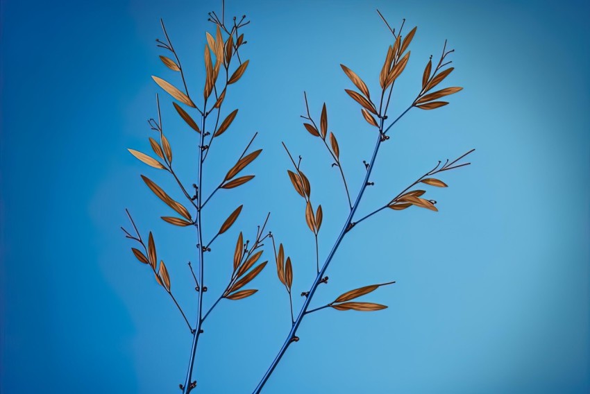 Ornamental Grass against Blue Sky | Scanner Photography | Delicate Floral Studies