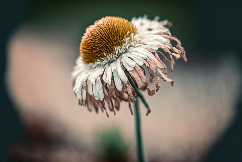 Muted Hues: Captivating Photograph of a Dying Flower